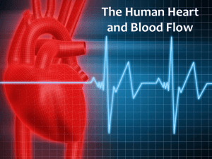 The Human Heart and Blood Flow Presentation