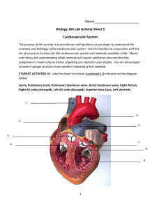 Biology 165 Lab Activity Sheet 5 Cardiovascular System