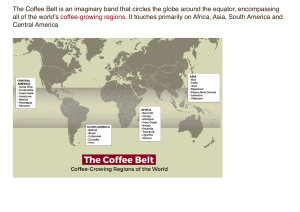 Coffee Belt 
